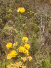Aspalathus excelsa