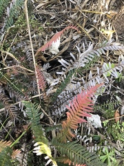 Blechnum parrisiae