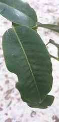 Brochoneura acuminata