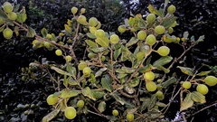 Melicoccus oliviformis