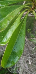 Vernoniopsis caudata image