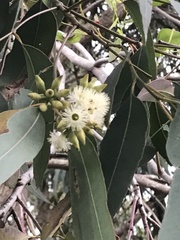 Eucalyptus grandis