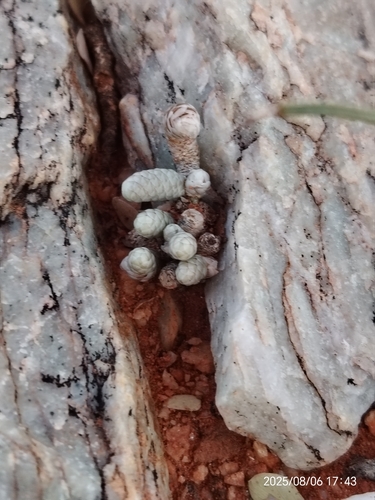 Avonia papyracea