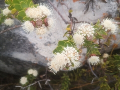 Leucospermum bolusii