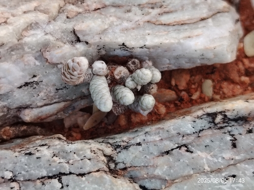 Avonia papyracea