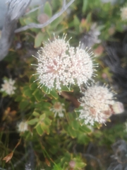 Leucospermum bolusii