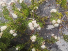 Leucospermum bolusii