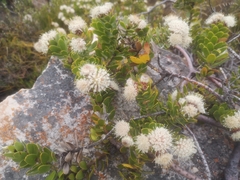 Leucospermum bolusii