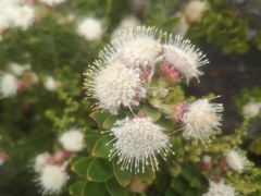 Leucospermum bolusii