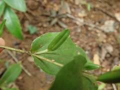 Tricyrtis affinis
