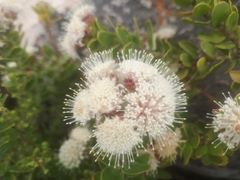 Leucospermum bolusii