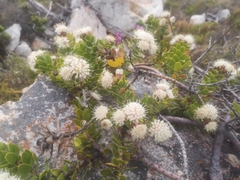 Leucospermum bolusii