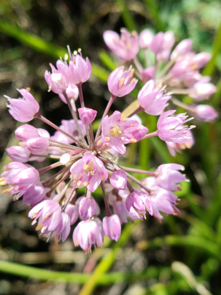 Allium spurium