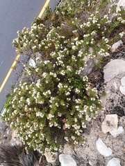 Leucospermum bolusii