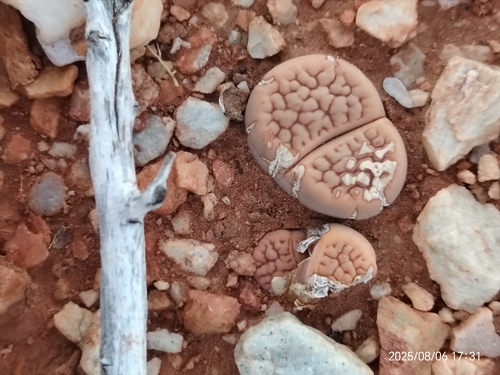 Lithops marginata Nel 4