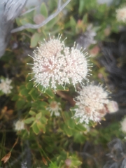 Leucospermum bolusii