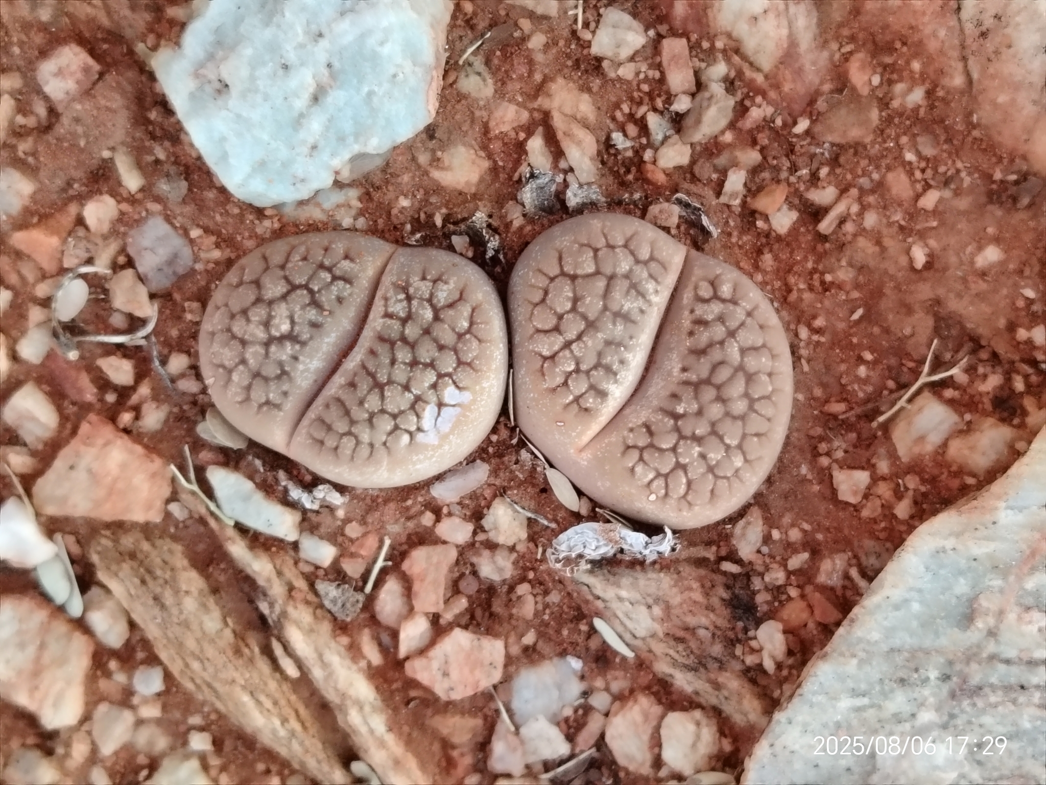 Lithops hookeri