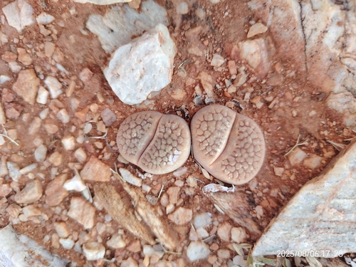 Lithops hookeri