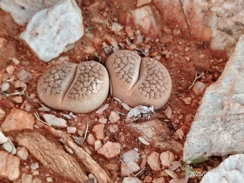 Lithops hookeri