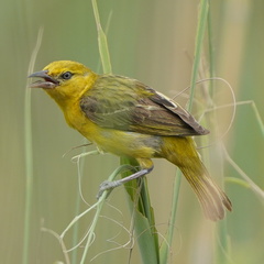 Lesser Masked Weaver photo 3
