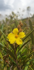 Hibbertia coriacea image