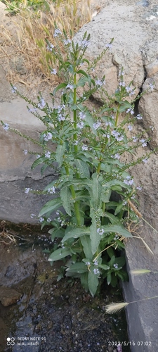 blue water-speedwell