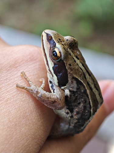 Siberian Wood Frog