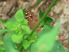 Junonia lemonias aenaria
