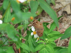 Junonia lemonias aenaria