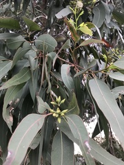 Eucalyptus grandis