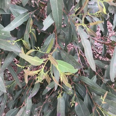 Eucalyptus grandis