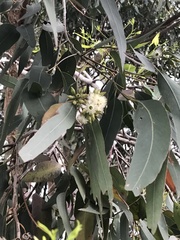 Eucalyptus grandis