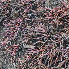 Tecticornia indica