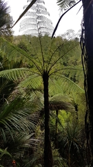 Cyathea cunninghamii
