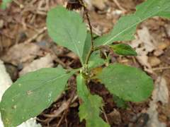 Carpesium divaricatum