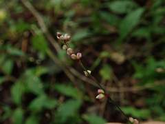 Persicaria posumbu