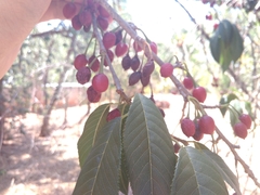 Prunus cerasoides image