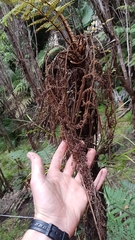 Cyathea cunninghamii