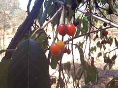Prunus cerasoides image