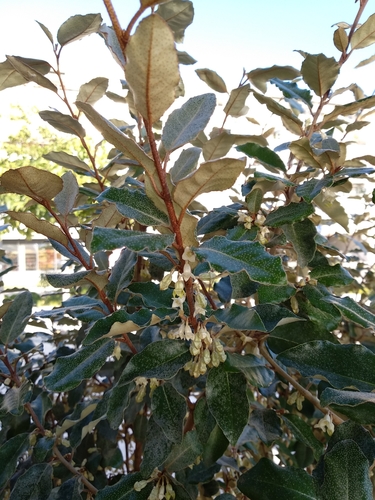 Elaeagnus × submacrophylla iNat (1)