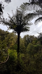 Cyathea cunninghamii