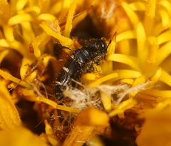 Acmaeoderini