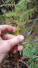 Cyathea cunninghamii