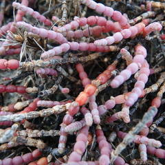 Tecticornia indica