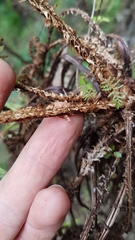 Cyathea cunninghamii