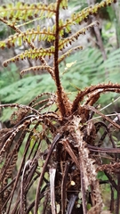 Cyathea cunninghamii