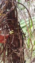 Cyathea cunninghamii