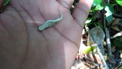 Brookesia