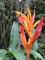 Heliconia psittacorum