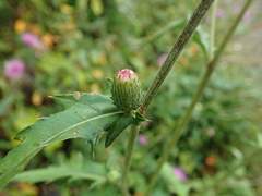 Cirsium